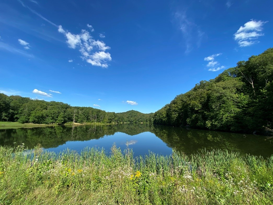 green forest with water